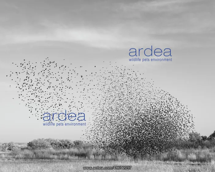 : Blackbird murmuration, Bosque del Apache National Wildlife : Blackbird murmuration, Bosque del Apache National Wildlife