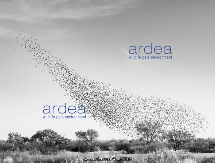 : Blackbird murmuration, Bosque del Apache National Wildlife : Blackbird murmuration, Bosque del Apache National Wildlife
