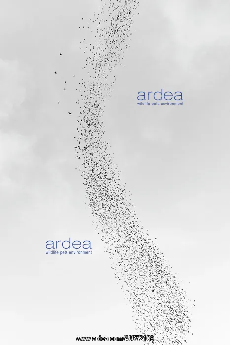  : Blackbird murmuration, Bosque del Apache National Wildlife