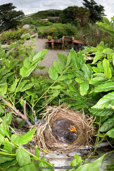  : Blackbird - nest in Wisteria with young, (chicks