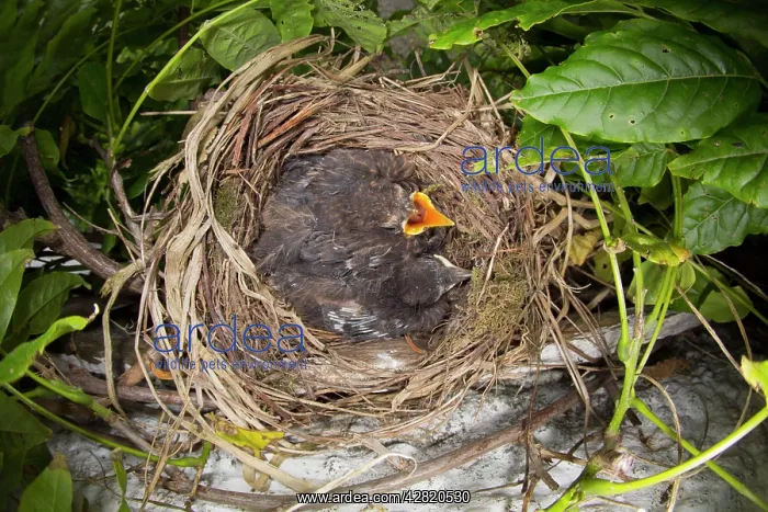 : Blackbird - nest in Wisteria with young, (chicks : Blackbird - nest in Wisteria with young, (chicks