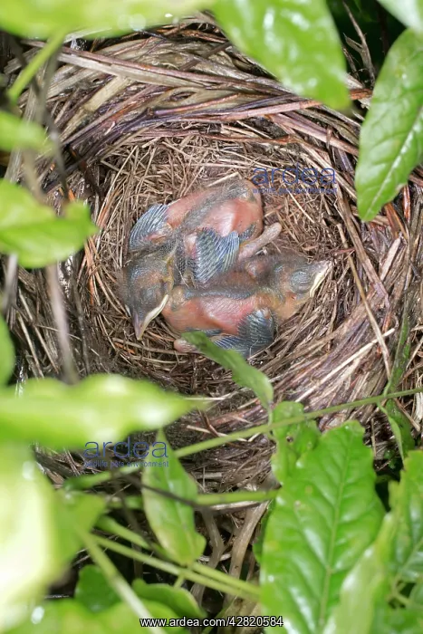 : Blackbird - nest in Wisteria with young, (chicks : Blackbird - nest in Wisteria with young, (chicks