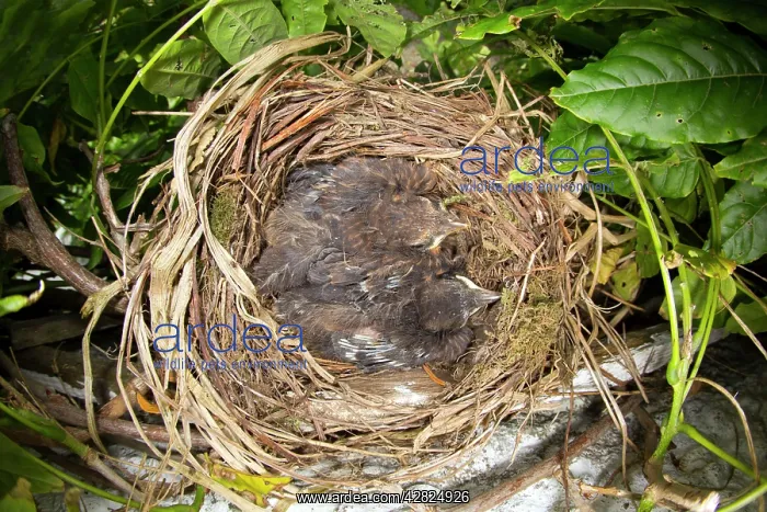: Blackbird - nest in Wisteria with young, (chicks : Blackbird - nest in Wisteria with young, (chicks