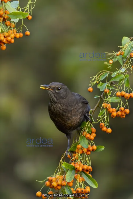 : Blackbird - on Pyracantha - Cornwall - UK : Blackbird - on Pyracantha - Cornwall - UK