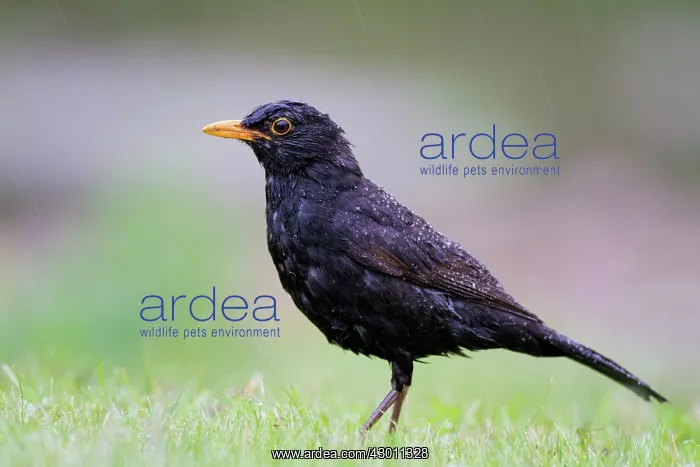 : Blackbird in the rain