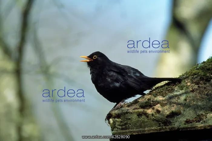 : BLACKBIRD - singing : BLACKBIRD - singing