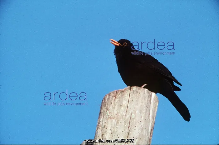 : BLACKBIRD - singing : BLACKBIRD - singing