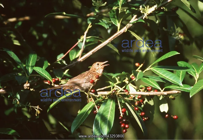 : BLACKBIRD - singing : BLACKBIRD - singing