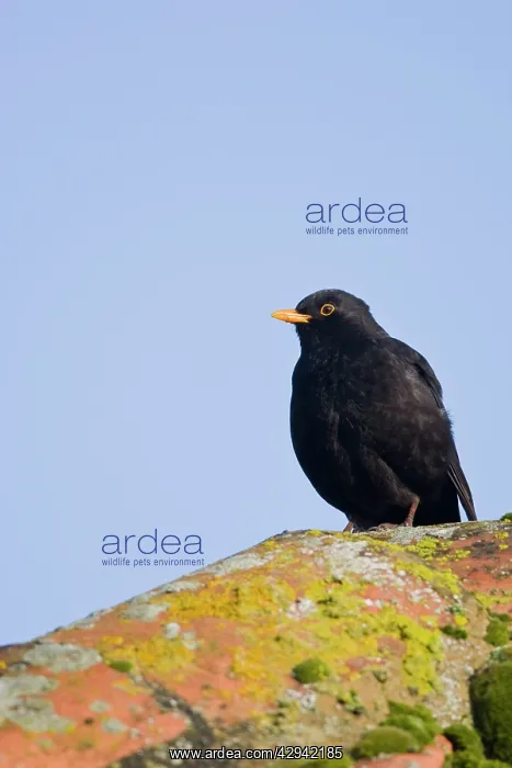 : Blackbird - Sitting on song perch : Blackbird - Sitting on song perch