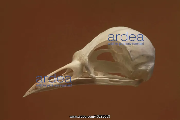: Blackbird Skull : Blackbird Skull