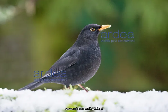 : Blackbird in snow : Blackbird in snow