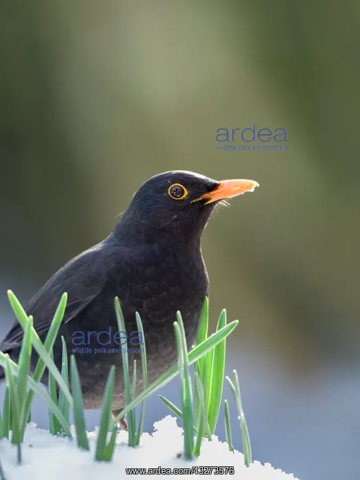  : Blackbird in snow