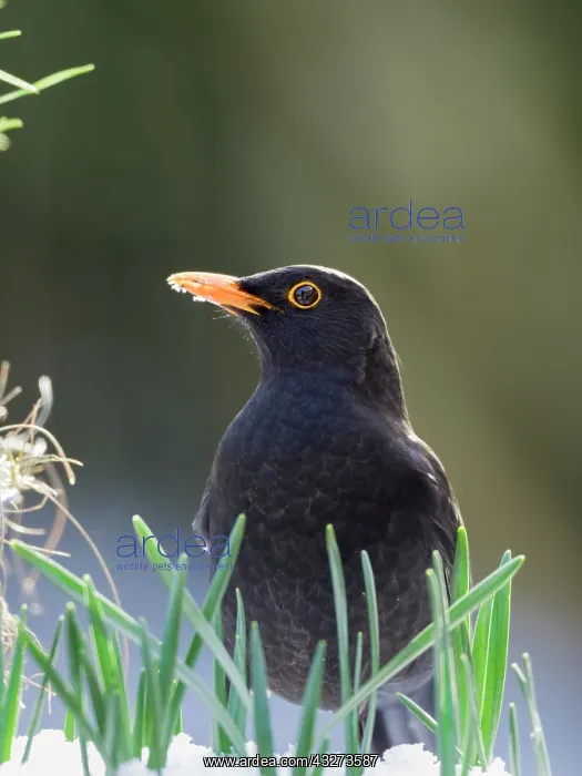  : Blackbird in snow