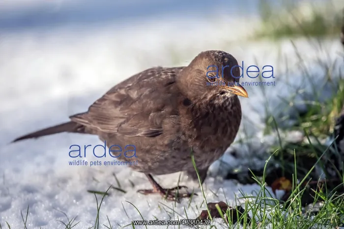 : Blackbird in the snow : Blackbird in the snow