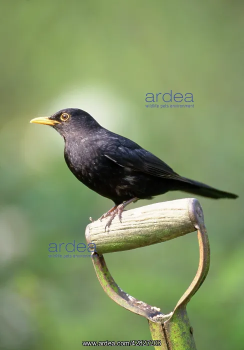 : BLACKBIRD - ON SPADE HANDLE : BLACKBIRD - ON SPADE HANDLE