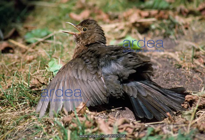 : Blackbird - sun bathing : Blackbird - sun bathing