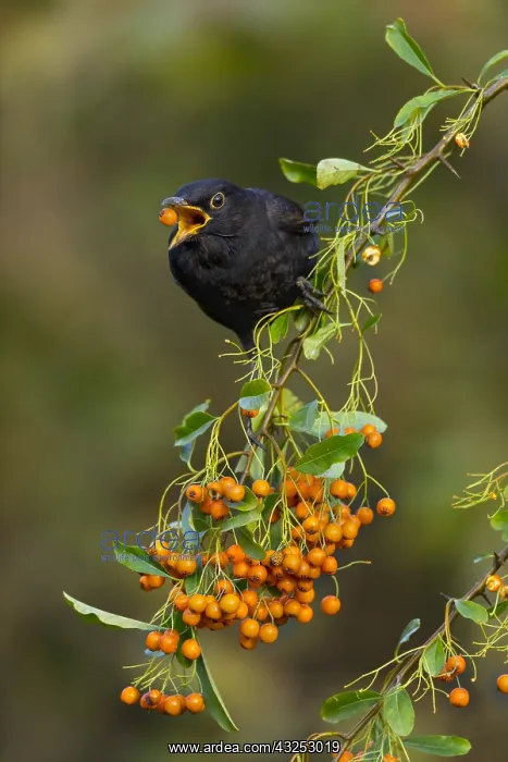 : Blackbird - About to Swallow a Pyracantha Berry : Blackbird - About to Swallow a Pyracantha Berry