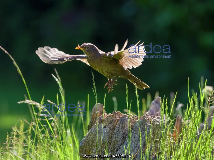 : Blackbird- taking flight from tree stump : Blackbird- taking flight from tree stump