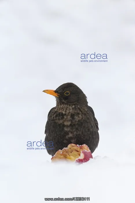 : Blackbird (Turdus merula) adult female, feeding : Blackbird (Turdus merula) adult female, feeding