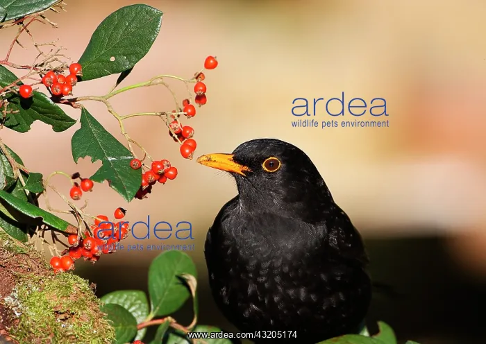 : Blackbird (Turdus merula) adult male eating cottonwood : Blackbird (Turdus merula) adult male eating cottonwood