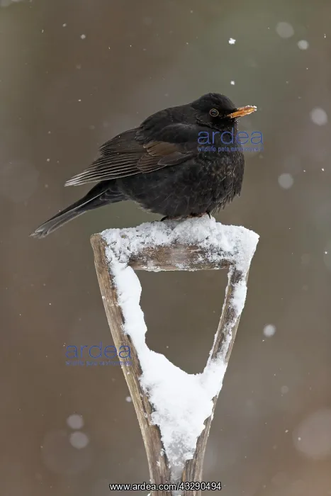 : Blackbird (Turdus merula) adult male, perched on : Blackbird (Turdus merula) adult male, perched on