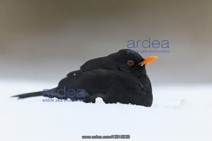 : Blackbird (Turdus merula) adult male, perched on : Blackbird (Turdus merula) adult male, perched on