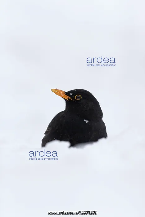 : Blackbird (Turdus merula) adult male, standing on : Blackbird (Turdus merula) adult male, standing on