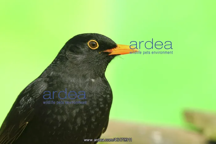 : Blackbird (Turdus merula), animal portrait, male : Blackbird (Turdus merula), animal portrait, male