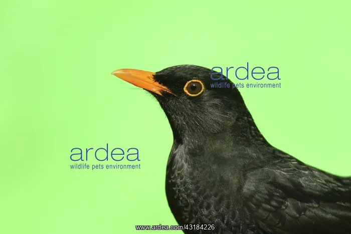 : Blackbird (Turdus merula), animal portrait, male : Blackbird (Turdus merula), animal portrait, male