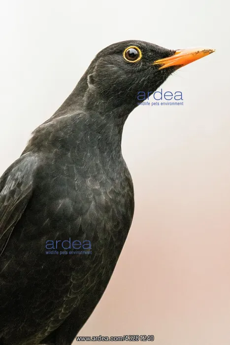 : Blackbird (Turdus merula), animal portrait, male : Blackbird (Turdus merula), animal portrait, male