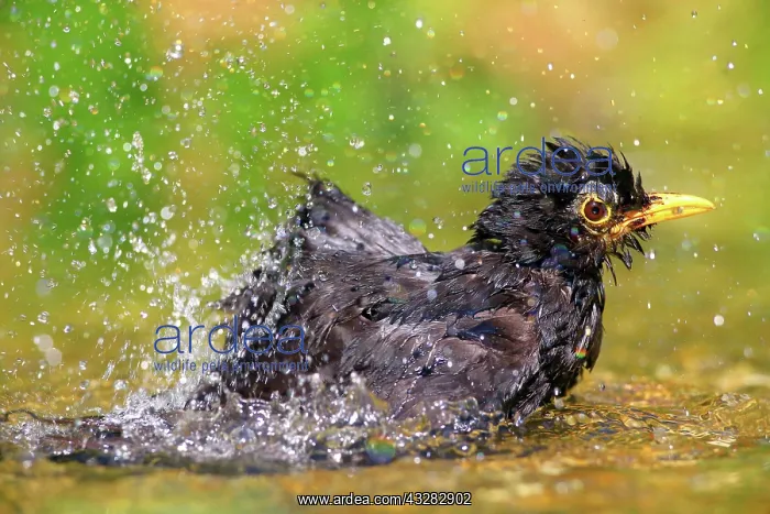 : Blackbird (Turdus merula) bathes in shallow water : Blackbird (Turdus merula) bathes in shallow water