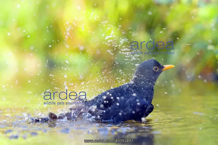 : Blackbird (Turdus merula) bathing in shallow water : Blackbird (Turdus merula) bathing in shallow water