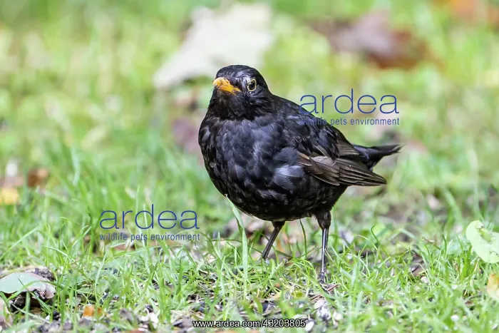 : Blackbird (Turdus merula), Black Thrush, male, Volcanic : Blackbird (Turdus merula), Black Thrush, male, Volcanic