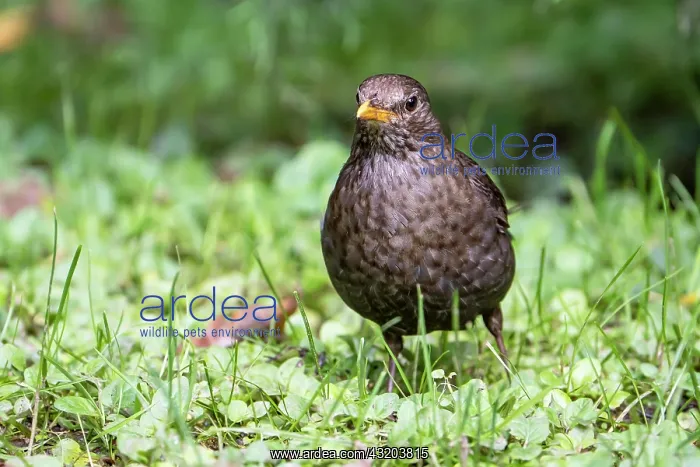 : Blackbird (Turdus merula), Blackbird, female, Vulkaneifel : Blackbird (Turdus merula), Blackbird, female, Vulkaneifel