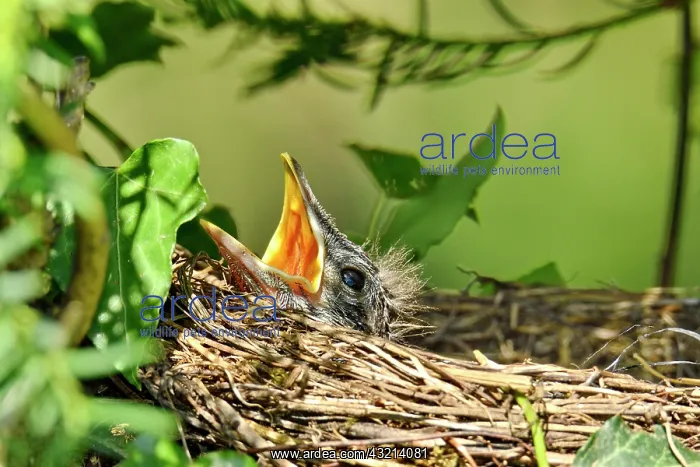 : Blackbird (Turdus merula) chicks in nest, France : Blackbird (Turdus merula) chicks in nest, France