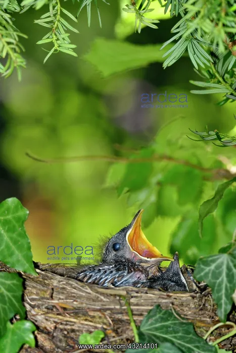 : Blackbird (Turdus merula) chicks in nest, France : Blackbird (Turdus merula) chicks in nest, France
