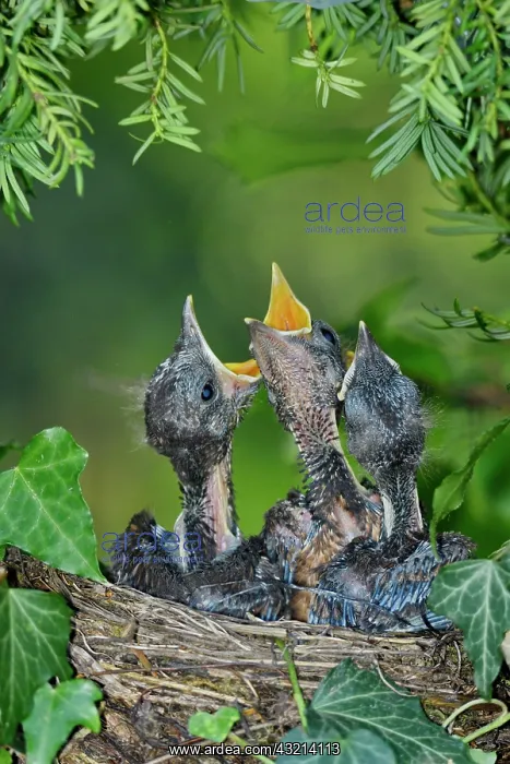 : Blackbird (Turdus merula) chicks in nest, France : Blackbird (Turdus merula) chicks in nest, France