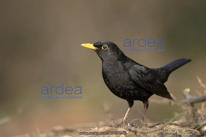 : Blackbird (Turdus merula), Common blackbird, male : Blackbird (Turdus merula), Common blackbird, male