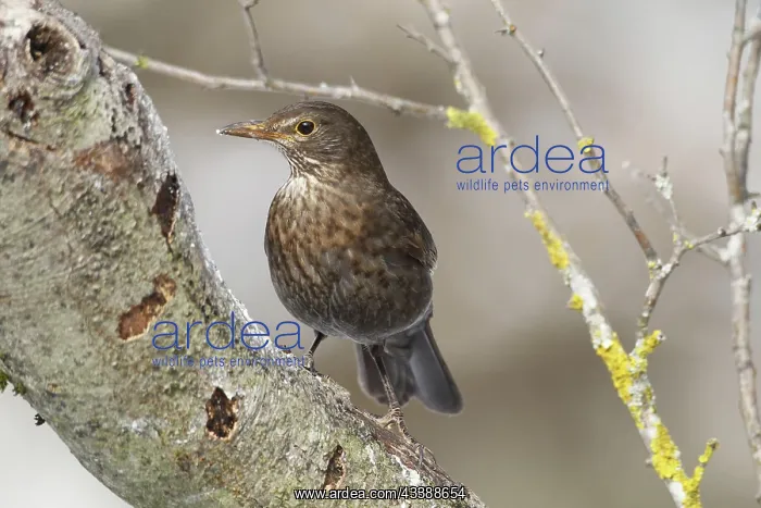: Blackbird (Turdus merula) female, Allgcu, Bavaria : Blackbird (Turdus merula) female, Allgcu, Bavaria