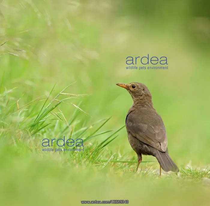 : Blackbird (Turdus merula) female, Hesse, Germany : Blackbird (Turdus merula) female, Hesse, Germany