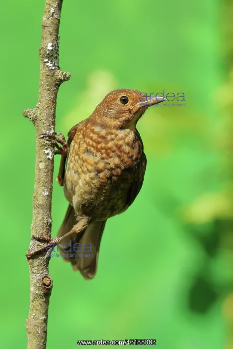 : Blackbird (Turdus merula), female, sitting on a : Blackbird (Turdus merula), female, sitting on a