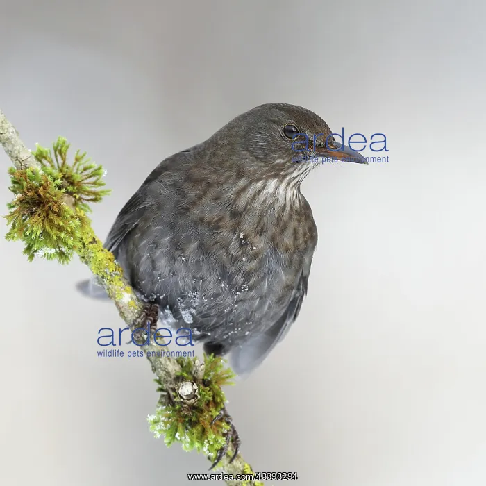 : Blackbird (Turdus merula) female, sitting on a snowy : Blackbird (Turdus merula) female, sitting on a snowy