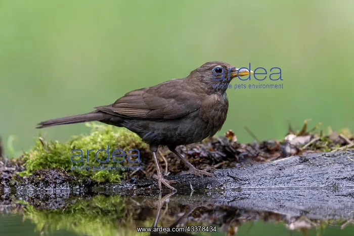 : Blackbird (Turdus merula), female, at watering trough : Blackbird (Turdus merula), female, at watering trough