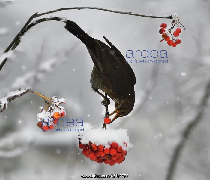 : Blackbird (Turdus merula) in flight eating rowan : Blackbird (Turdus merula) in flight eating rowan