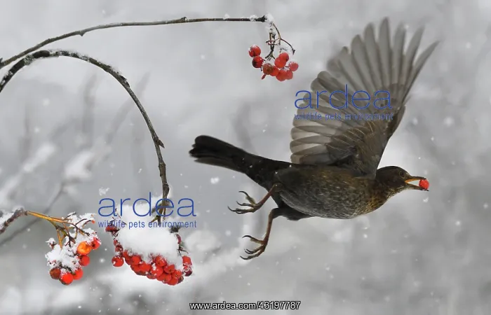 : Blackbird (Turdus merula) in flight eating rowan : Blackbird (Turdus merula) in flight eating rowan