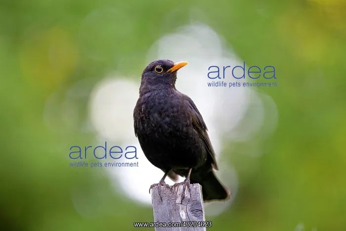 : Blackbird (Turdus merula), Hesse, Germany, Europe : Blackbird (Turdus merula), Hesse, Germany, Europe