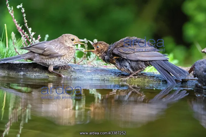 : Blackbird (Turdus merula) juv. Hungary, Europe : Blackbird (Turdus merula) juv. Hungary, Europe