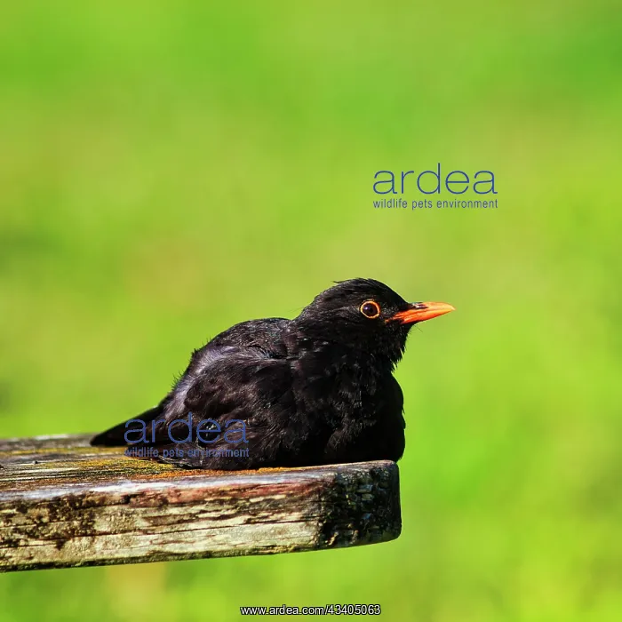 : Blackbird (Turdus merula), lying on a bench, sunbathing : Blackbird (Turdus merula), lying on a bench, sunbathing