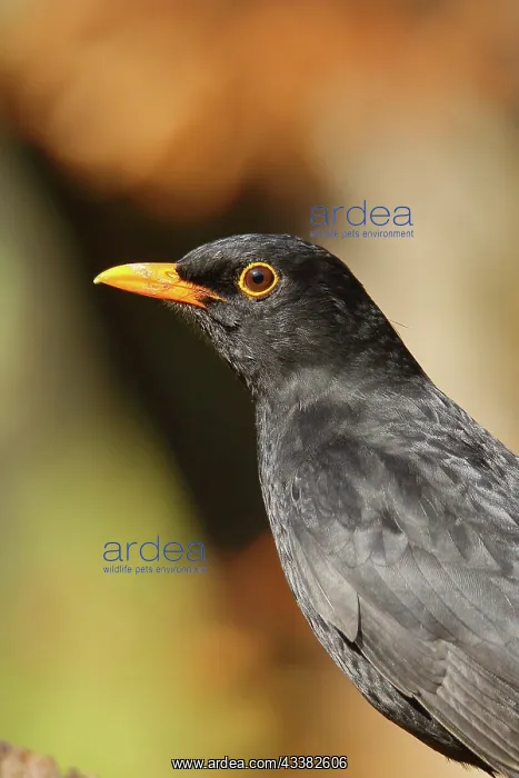  : Blackbird (Turdus merula) male, animal portrait