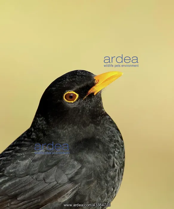 : Blackbird (Turdus merula), male, animal portrait : Blackbird (Turdus merula), male, animal portrait